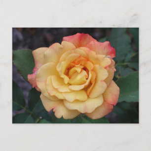 Blommigt för fred i Ro, vacker Rosa och Gult Vykort