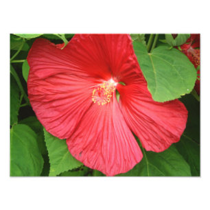 Blommigt för Hibiscus Flower Bright-Magenta Fototryck