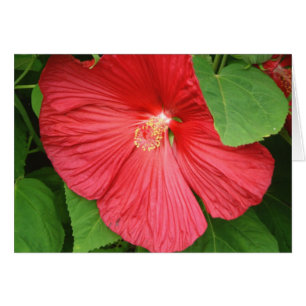 Blommigt för Hibiscus Flower Bright-Magenta Hälsningskort