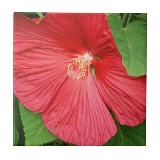 Blommigt för Hibiscus Flower Bright-Magenta Kakelplatta (Framsidan)