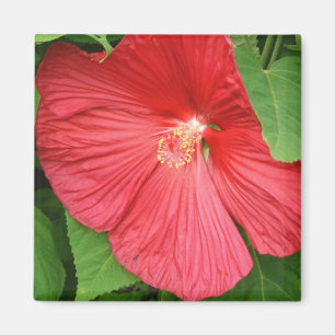 Blommigt för Hibiscus Flower Bright-Magenta Magnet