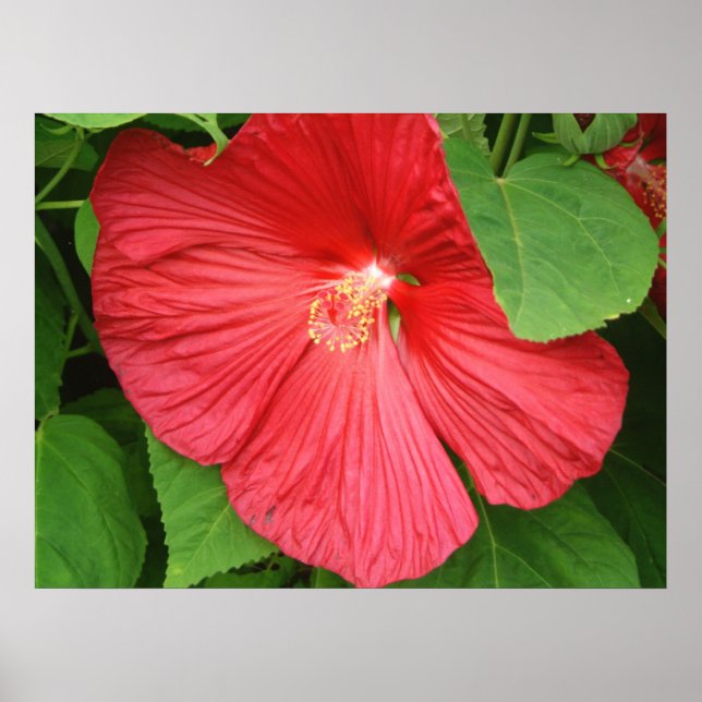 Blommigt för Hibiscus Flower Bright-Magenta Poster (Framsidan)