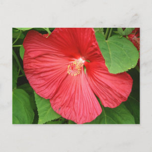 Blommigt för Hibiscus Flower Bright-Magenta Vykort