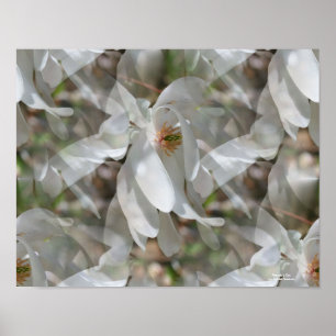 Blommigt för kompilerad vit Magnolia-utskrift Poster