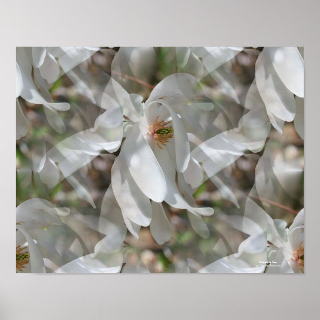 Blommigt för kompilerad vit Magnolia-utskrift Poster (Framsidan)