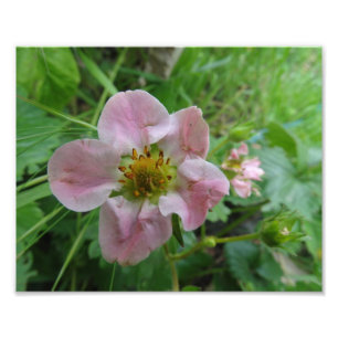 Blommigt för ljus rosa jordgubbsbärsBlommar, foto