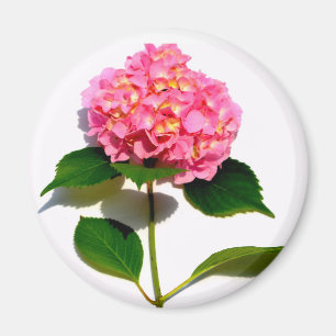 blommigt för rosa av rosa rosa av vattenlevande bl magnet
