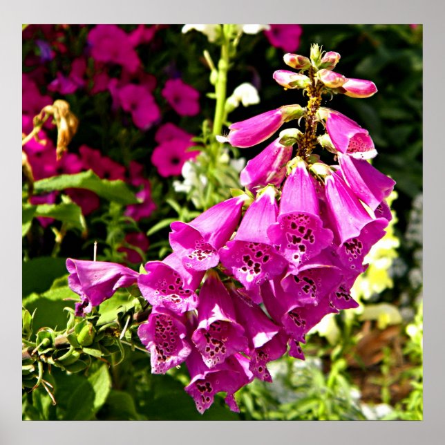 blommigt för rosa foxglove poster (Framsidan)