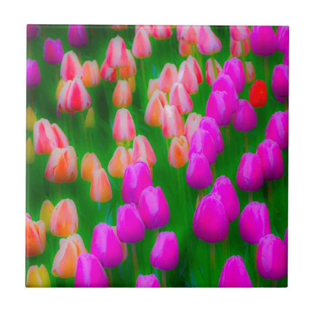 blommigt för rosa och orange kakelplatta (Framsidan)