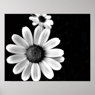 blommigt för vibrerande makrosvart och vit fotogra poster