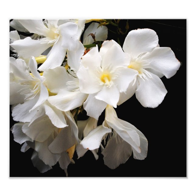 blommigt fototryck (Framsidan)