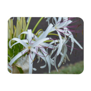 Blommigt Fragrance Magnet