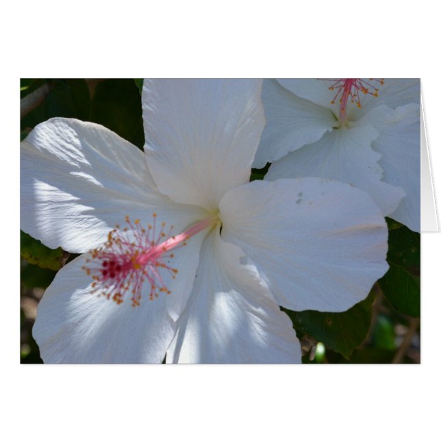 Blommigt Fragrance Note Card OBS Kort (Framsidan Horizontal)