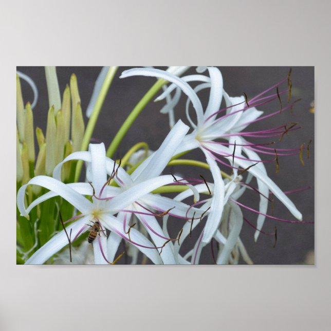 Blommigt Fragrance poster (Framsidan)