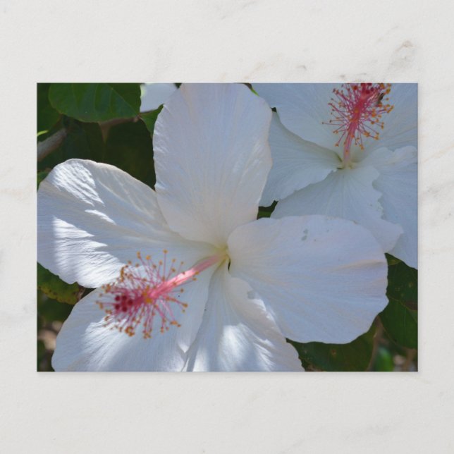 Blommigt Fragrance vykort (Framsida)
