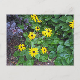 Blommigt Gult Black Eyed Susan Photo Vykort