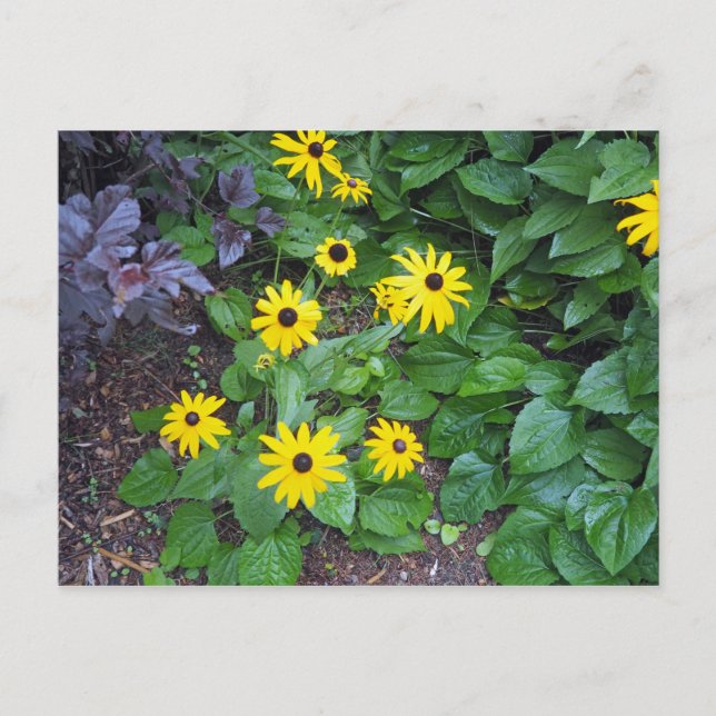 Blommigt Gult Black Eyed Susan Photo Vykort (Framsida)
