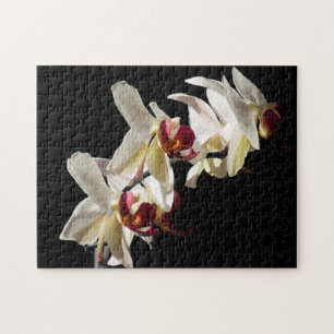 Blommigt Högdagrar av vita Phalaenopsis Orchids Pussel