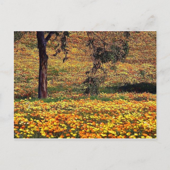 Blommigt Meadow Vykort (Framsida)