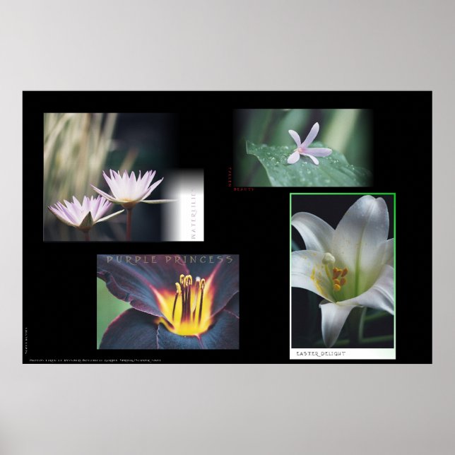 Blommigt Montage Poster (Framsidan)