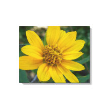 Blommigt Perfektion i solskin Gult