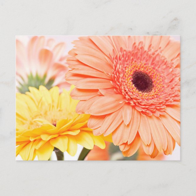 Blommigt Persika Orange och Gult Gerbera Daisy Vykort (Framsida)