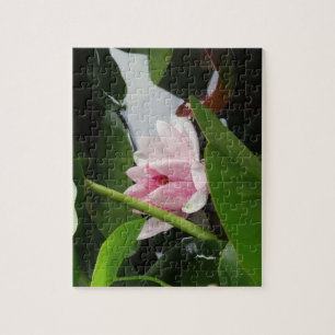 Blommigt Photo Rosa Blommar Vatten Lilly Pussel