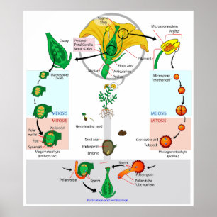 Blommigt Plant Angiosperm Life Cycle Diagram Poste Poster