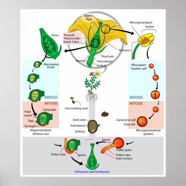 Blommigt Plant Angiosperm Life Cycle Diagram Poste Poster (Framsidan)