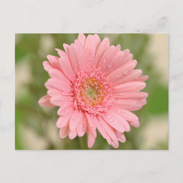 Blommigt Rosa Gerbera Daisy Flower Hej Kärlek Vykort (Framsida)