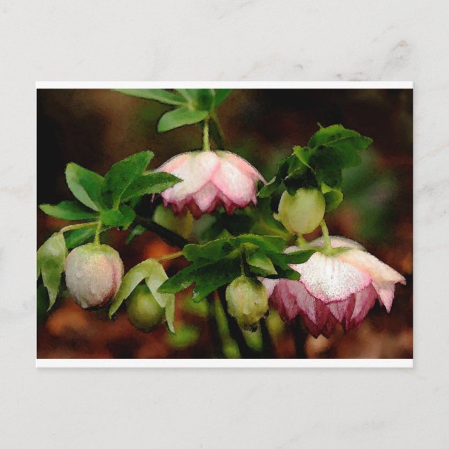 Blommigt - Rosa Hellebores Vykort (Framsida)