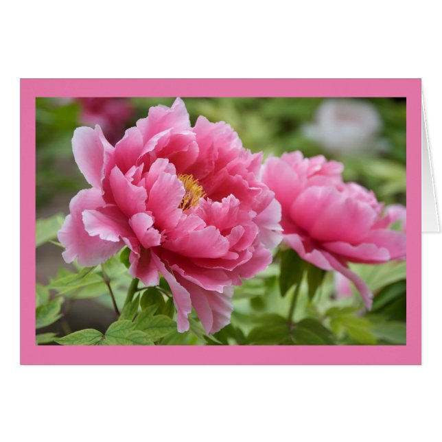 Blommigt Rosa Peonies Flower Blank OBS Kort (Framsidan Horizontal)
