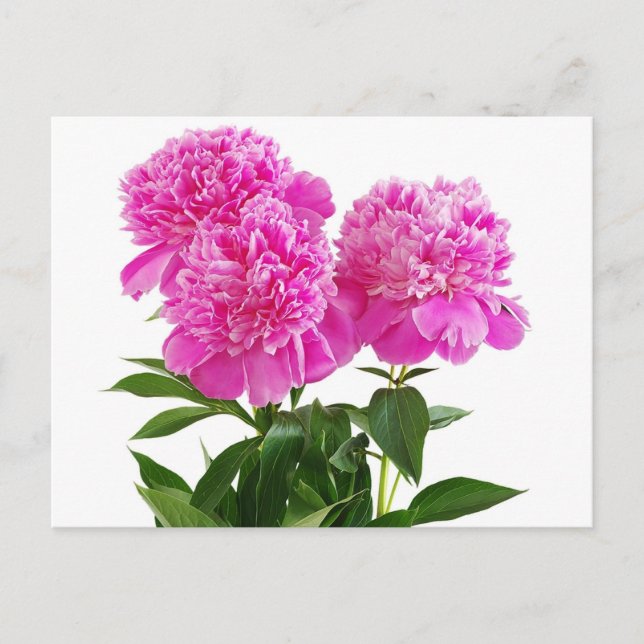Blommigt Rosa Peony Flower - Tack, Hej Vykort (Framsida)
