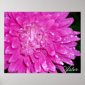 Blommigt Series: Asteraceae Poster