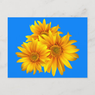 Blommigt Solros Gula blommor Blå himmel Vykort