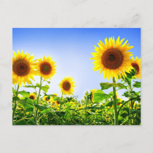 Blommigt Solros Gula blommor Blue Vykort