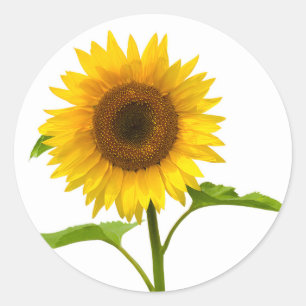 Blommigt Solrossolrossolrossolrosor Gult Runt Klistermärke