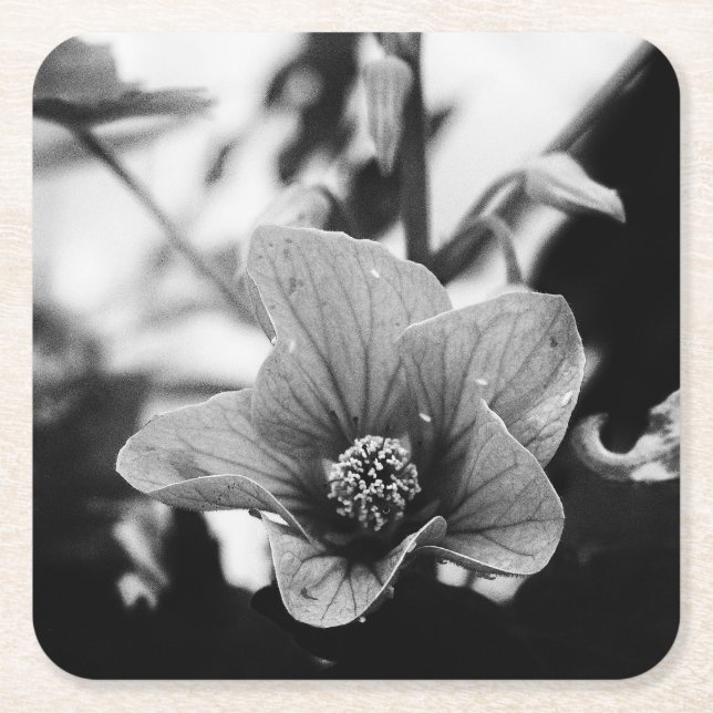 Blommigt, svart och vit fotografi underlägg papper kvadrat (Framsidan)