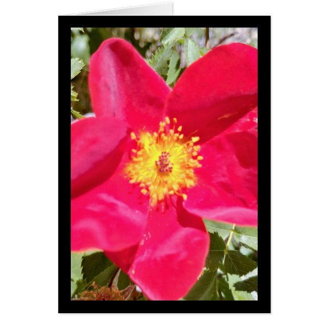 Blommigt Velvet Slår- Sång av Sol. 8:7 Greet. Kort (Framsidan)