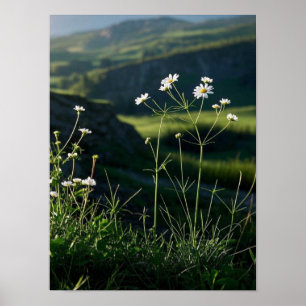 Blommigt Vit Daisy liggande natur Poster