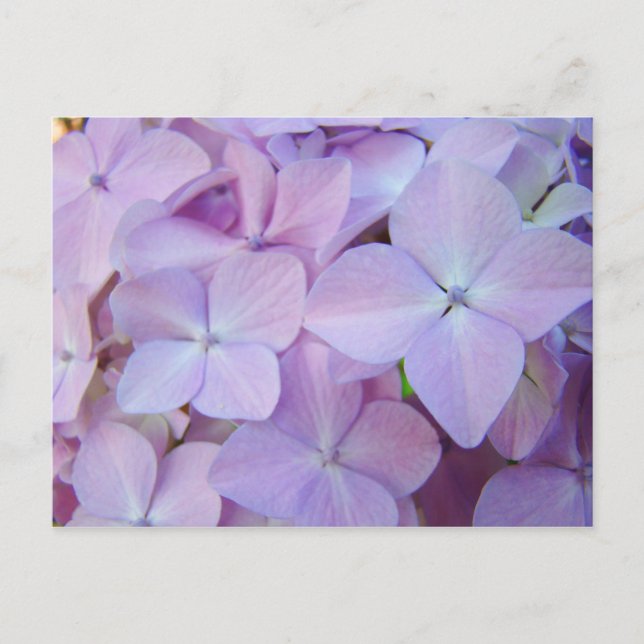 Blommigt vycards Lavender Lila Hydrangea Flowers Vykort (Framsida)