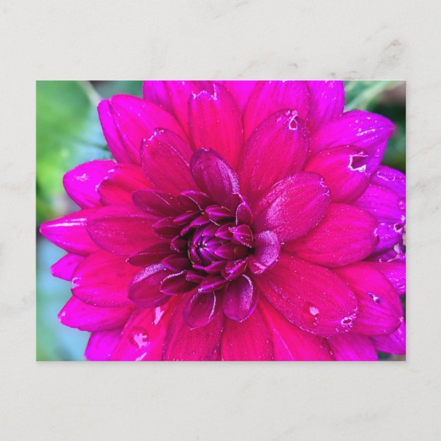 Blommigt vykort (Framsida)