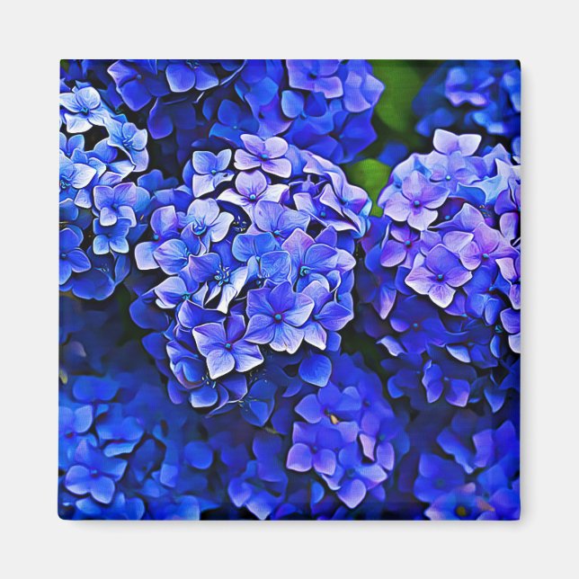 Blommigten Art Magnet - Vacker blå Hydrangea Flowe (Framsidan)