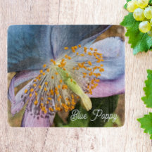 Blommigten Blue Poppy Bloom