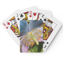 Blommigten Blue Poppy Bloom