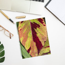 Blommigten Colorful Coleus Plant Löv
