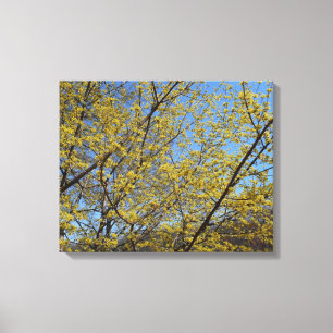 Blommigten Cornelian Cherry Dogwood och Blå himmel Canvastryck