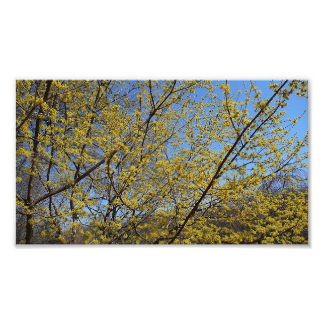 Blommigten Cornelian Cherry Dogwood och Blå himmel Fototryck (Framsidan)