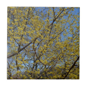 Blommigten Cornelian Cherry Dogwood och Blå himmel Kakelplatta