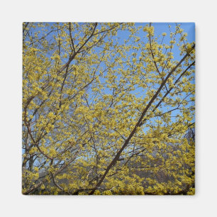 Blommigten Cornelian Cherry Dogwood och Blå himmel Magnet